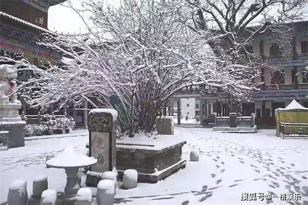 4挺拔傲雪的古梅树