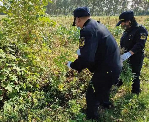 队员清理一枝黄花